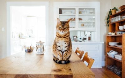 Choosing Your Pet’s Diet, Part III – The Best and Worst Diets